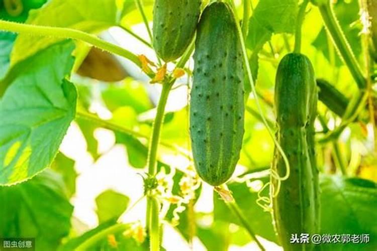 专家好,黄瓜叶出玩黄叶从下往上黄啥问题。