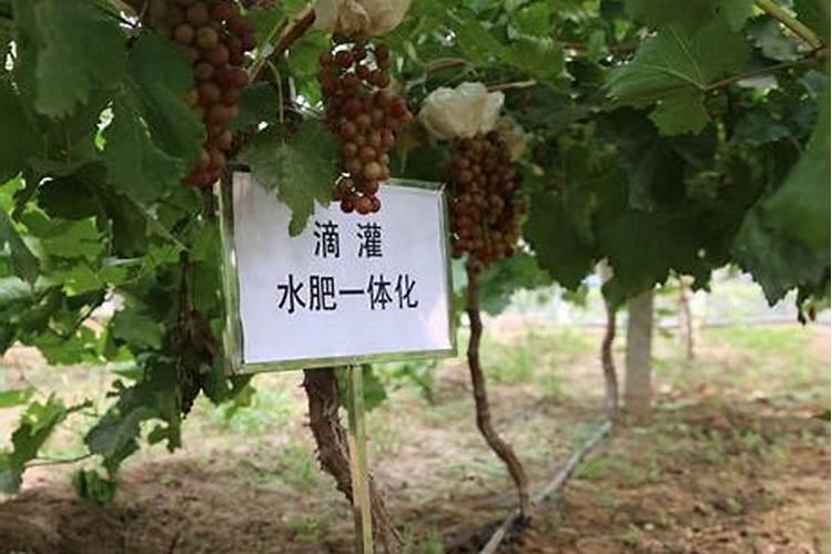 怎样销售水溶肥
