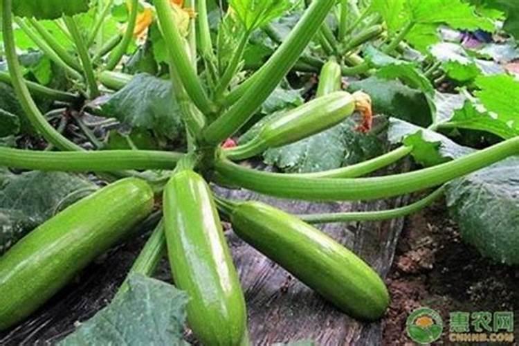 大棚西葫芦压蔓裁培 西葫芦养殖方法总结