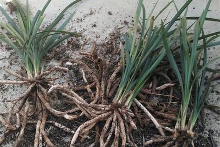 兰花分株后如何浇水施肥？