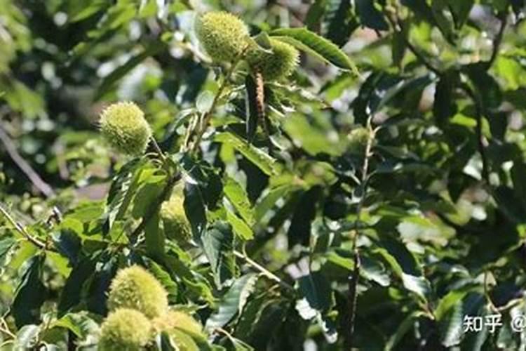 吃通菜有什么好处和坏处吗