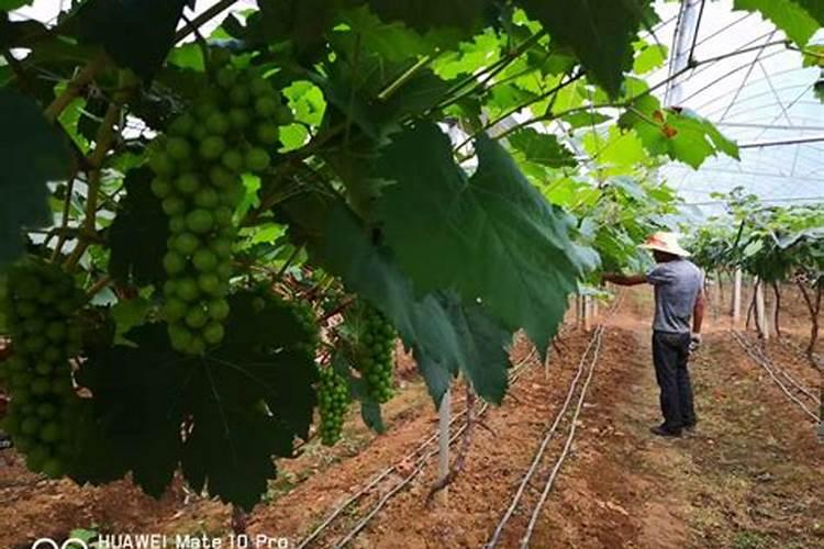 葡萄肥料用多了把根烧烂怎么办