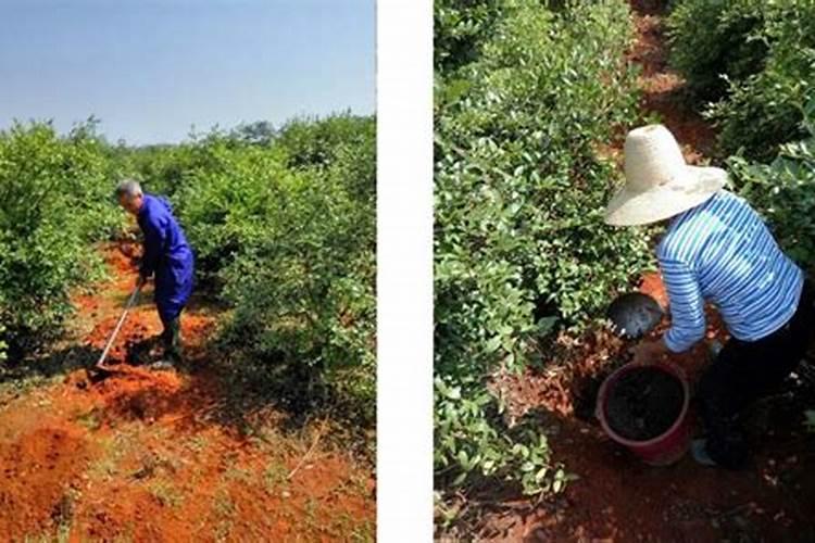 油茶树施什么肥长得快？