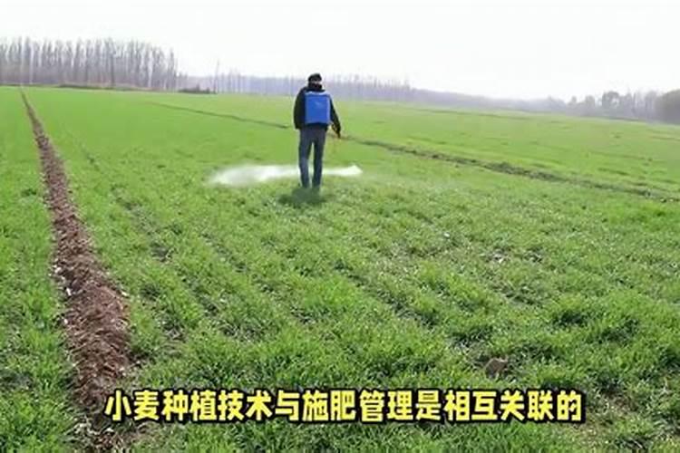 小麦种植技术