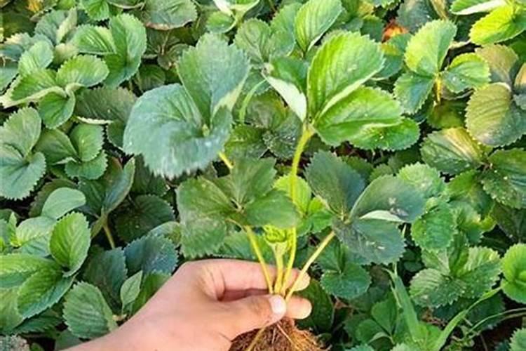 草莓苗栽下去几天可以施肥