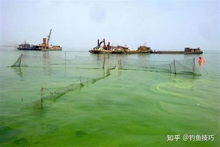 如何降解养殖水环境中的亚硝酸盐