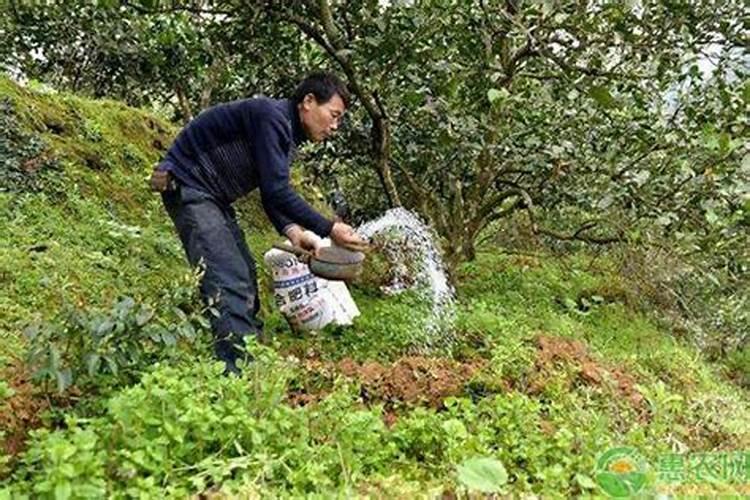 杨树追肥用什么肥料好