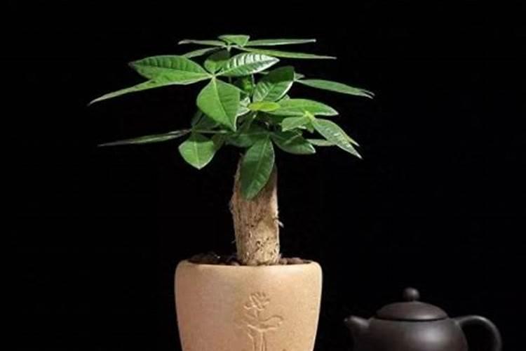 冲施肥里真的有稀土吗