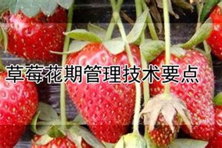 草莓各个时期的施肥方案,什么时候冲高磷肥
