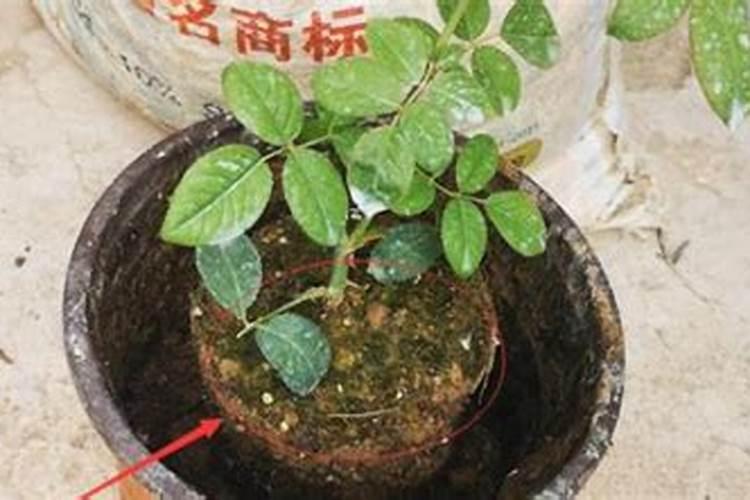 什么花可以用复合肥