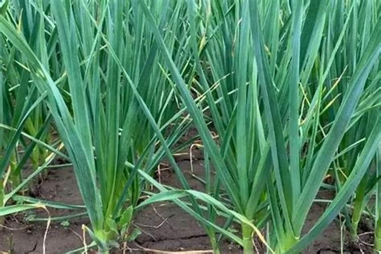 氮肥、磷肥、钾肥各是适用哪些状况的植物？