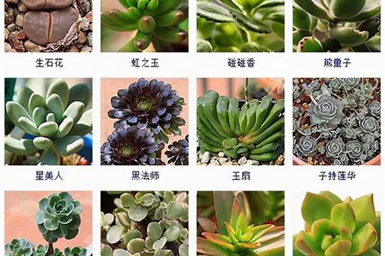 既不怕高温烈日又不怕低温霜冻的多肉植物