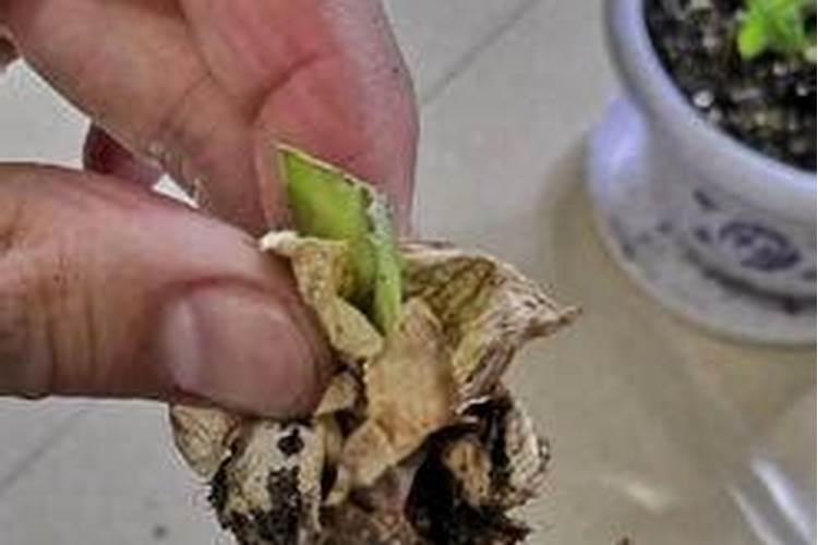 什么肥料能促长植物的根