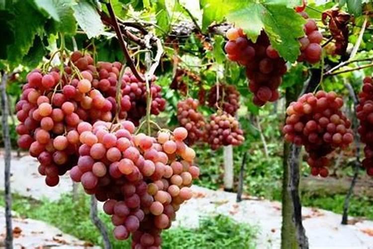 葡萄什么时候施肥最好 葡萄的施肥时间