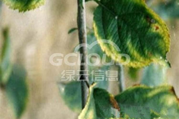 苹果树缺钙对苹果树有什么影响？如何为苹果树补钙？