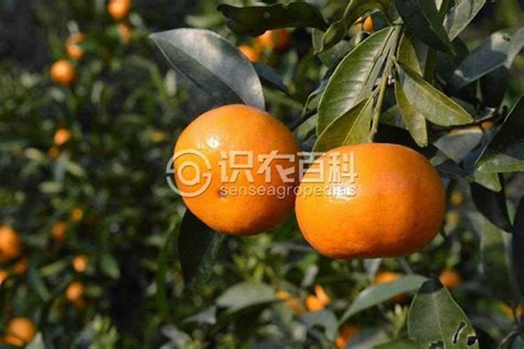 柑橘种植技术 柑橘需要怎样种植