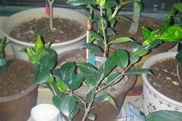 茶花移栽注意事项