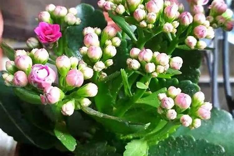 长寿花花期怎样施肥和浇水