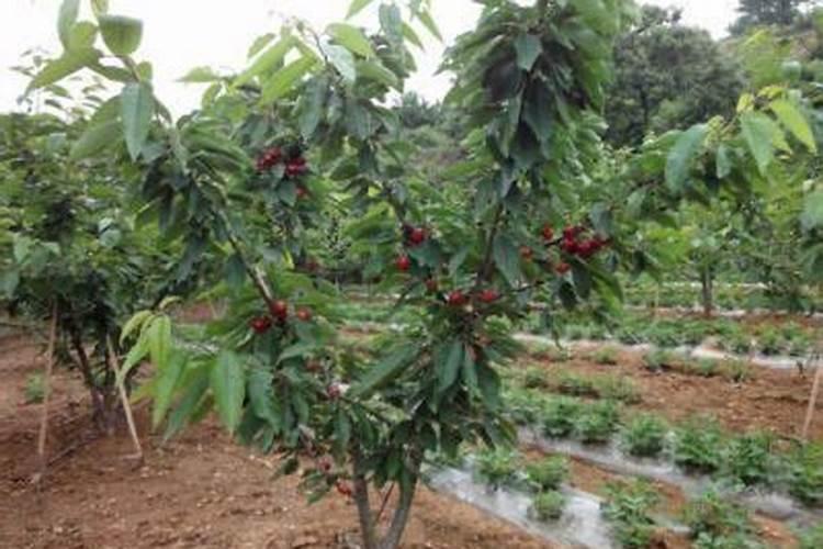 樱桃树种植施肥浇水有技巧 栽樱桃树时施什么肥好