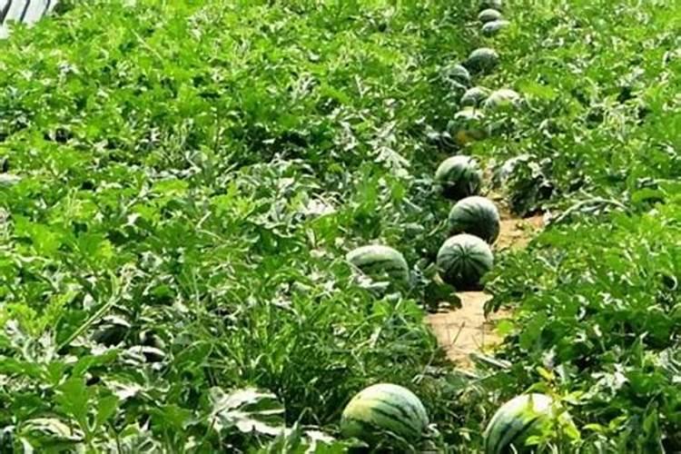 西瓜苗用什么肥料生根快西瓜苗几月份开始育苗