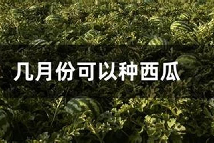 西瓜苗用什么肥料生根快 西瓜苗几月份开始育苗