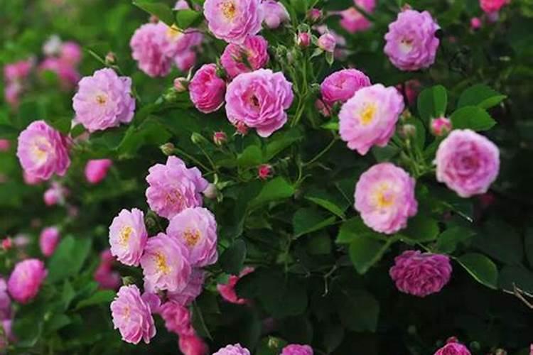 蔷薇花施肥施什么肥料