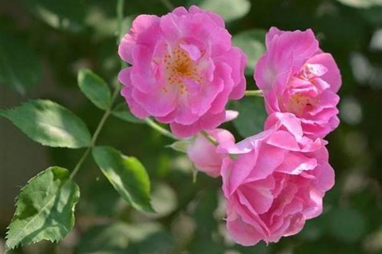 蔷薇花春天怎么施肥