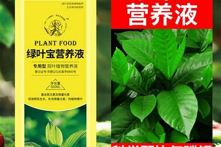 绿叶植物施什么肥料、绿叶宝肥料适合哪些花