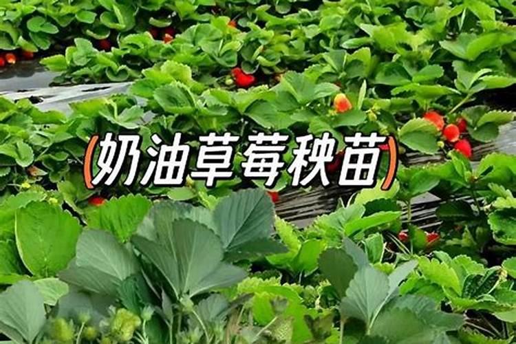 养草莓用什么肥料