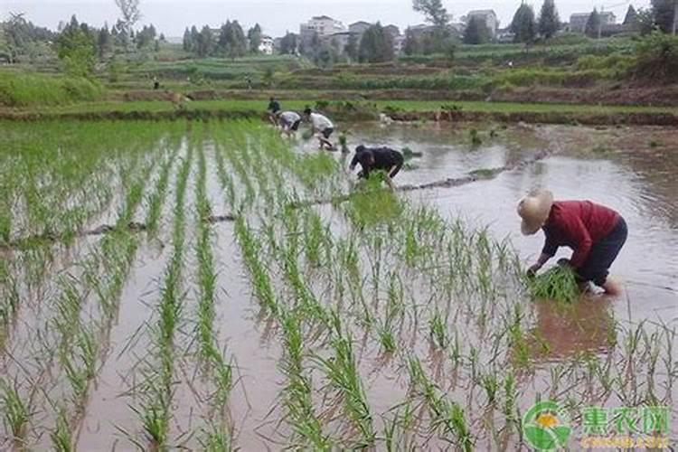 种植水稻,插秧后几天下肥比较好呢？用什么肥好？