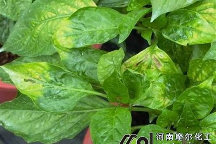 辣椒施什么肥好