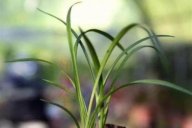 促使花开花用什么肥、催花开用什么肥