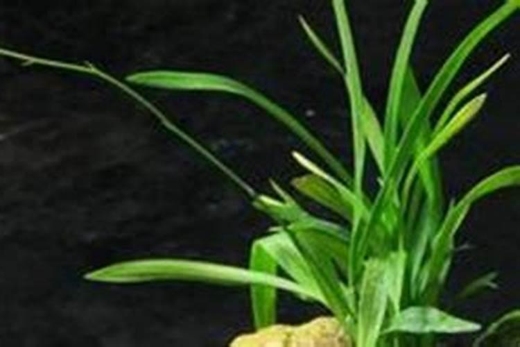 兰花分盆多久施肥