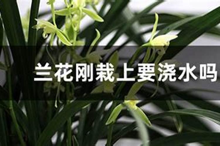 刚上盆的兰花多久施肥