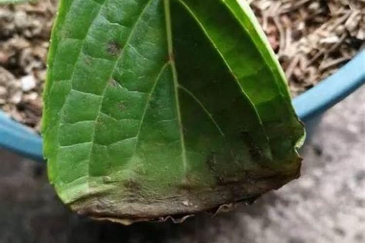 ...的桃子的果实现在像有层灰,是不是钾肥过量了？怎么解决？