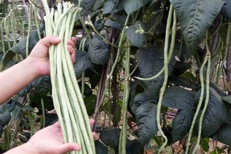 什么植物用来做肥料可以代替氮肥