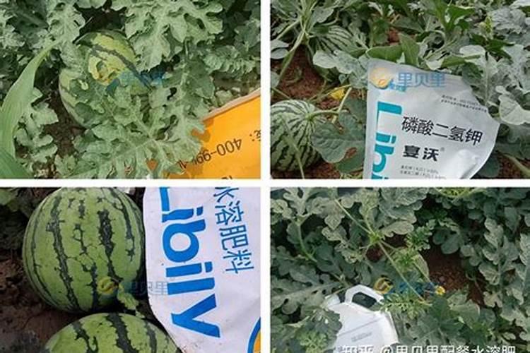 三角梅烂根怎么办