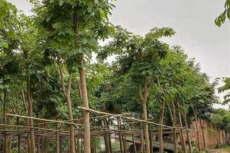苗木施秋肥有多重要？秋季该怎么施肥？