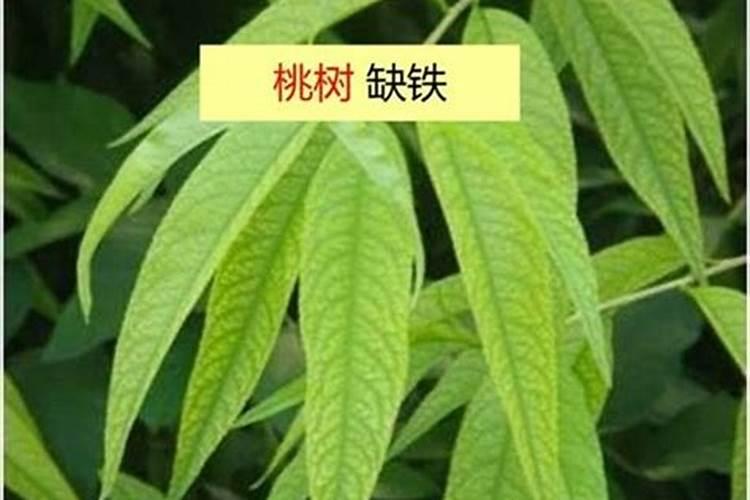 桃树叶发黄是什么原因 怎么防治解决