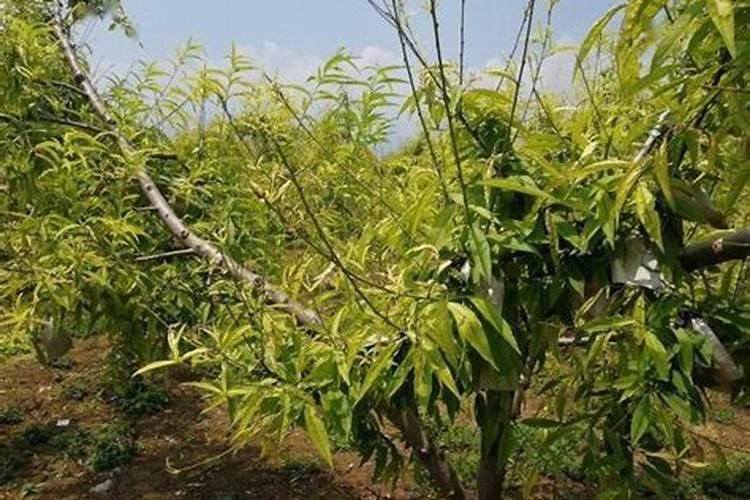 桃树叶发黄的原因 如何解决桃树叶发黄的问题