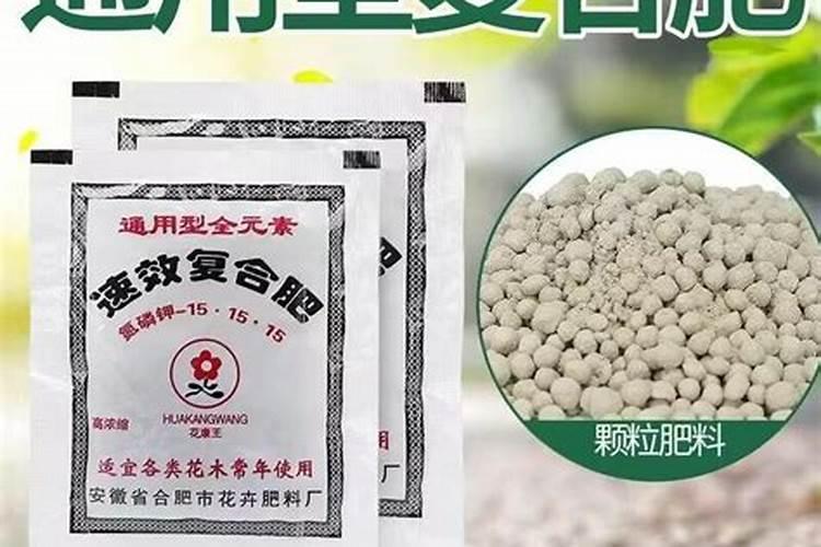 富贵树怎么施肥,施什么肥