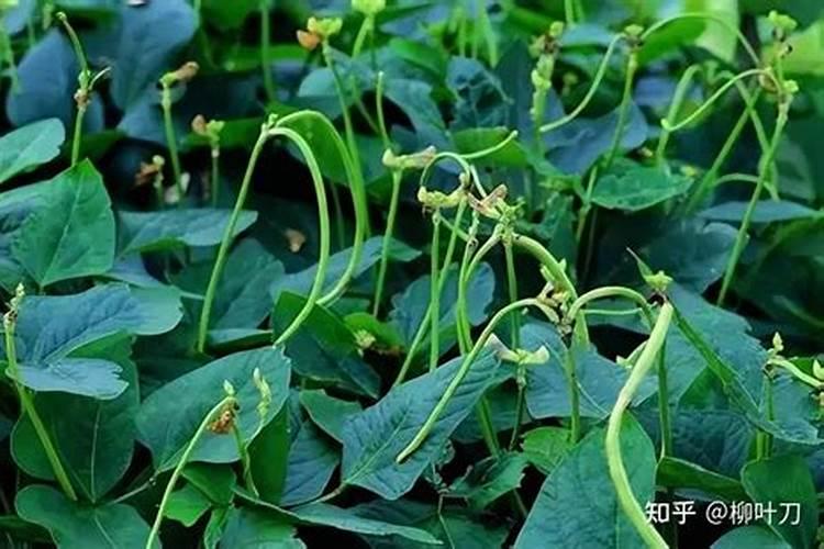 豆角的需肥特性 如何科学施肥