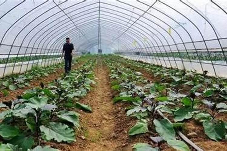 硝态氮冲施肥能不能在麦田使用