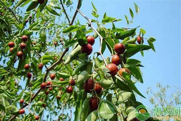种植红枣的水肥管理技术有哪些 养殖方法总结