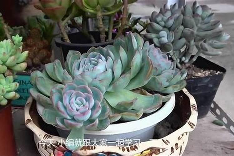 营养液和缓释肥可以一起用吗