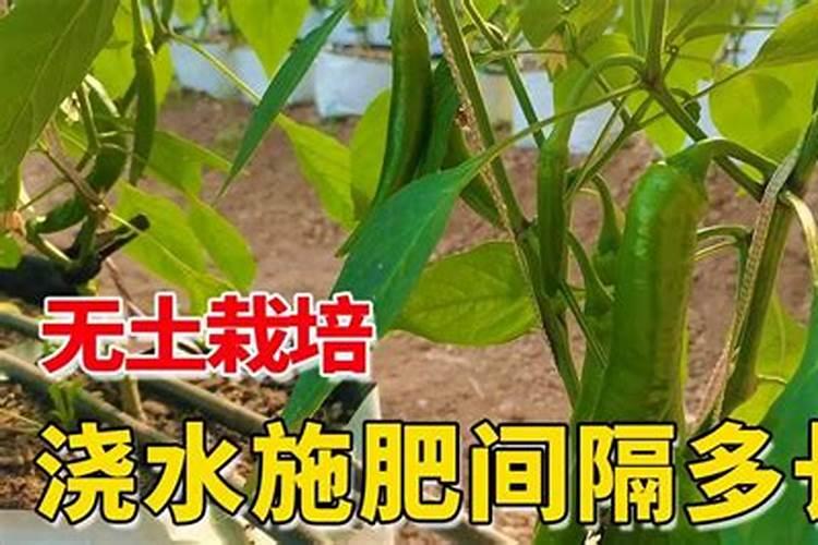 用肥料浇花可以用营养液吗？浇花用营养液好还是肥料好