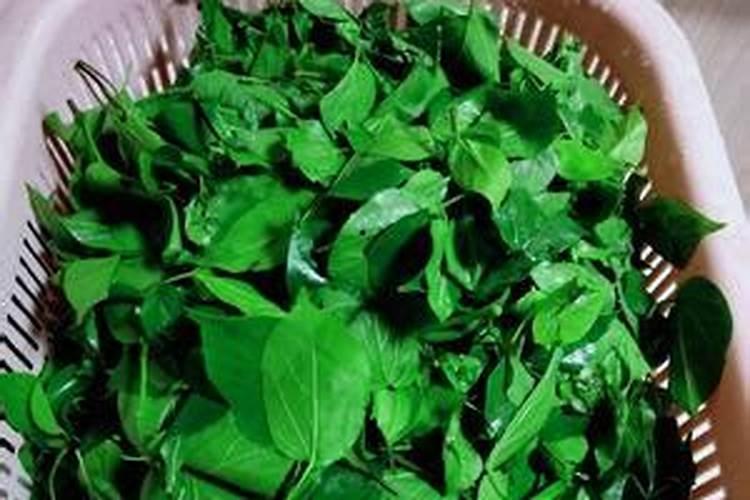 面汤能当养花的肥料吗