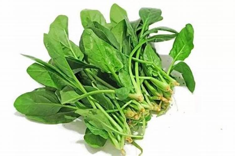 越冬菠菜抽穗明年还能生长吗？