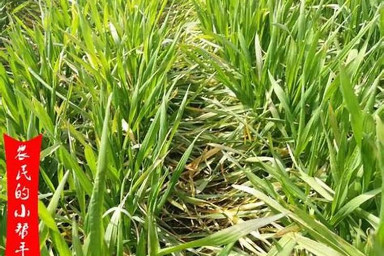 天脊硝酸磷肥撒入小麦地里不化能管用不
