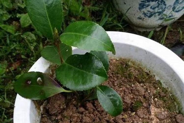 茶花如何施肥